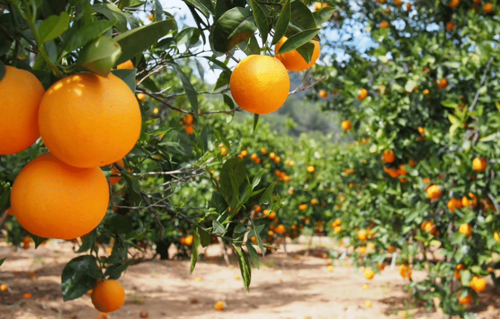 Noroeste Paulista projeta crescimento de 46,6% na produção de laranja e ganha destaque na safra 2026/2